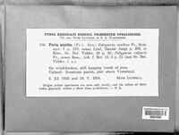 Poria xantha image